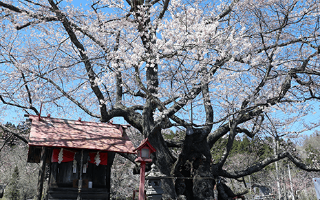 Cherry Blossoms in Yamatsumari