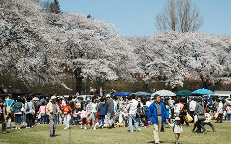 Numata Park Cherry Blossoms Festival