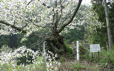 Ishiwarizakura (Rock-Breaking Cherry Tree)