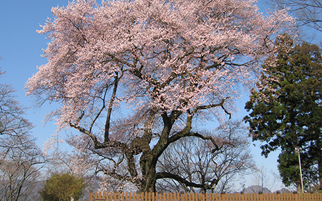 Gotenzakura (Palace Cherry Tree)