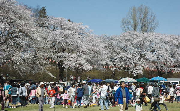 沼⽥公园樱花祭